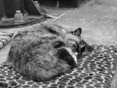 江ノ島の眠り猫１