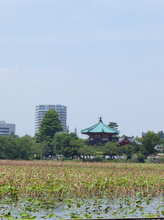 不忍池を見渡して・・
