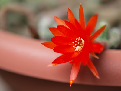 サボテンの花1