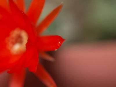 サボテンの花2