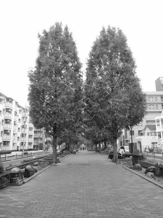 街路樹〜モノクロ