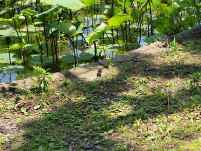 すずめさんっ(カメラ目線で^^)