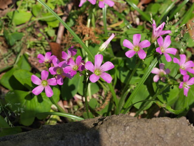 道端に咲いていた花1